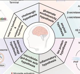 Hypotheses of Alzheimer’s Disease (AD) Pathogenesis